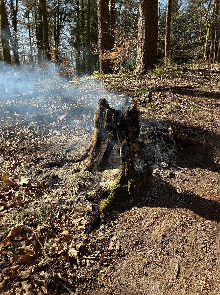 Einsatzfoto F1 Baumstamm kokelt